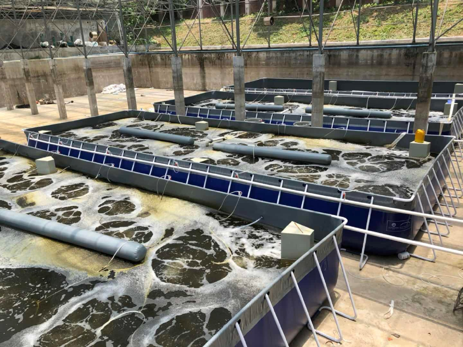 新型水产养殖模式-生物絮团养殖南美白对虾