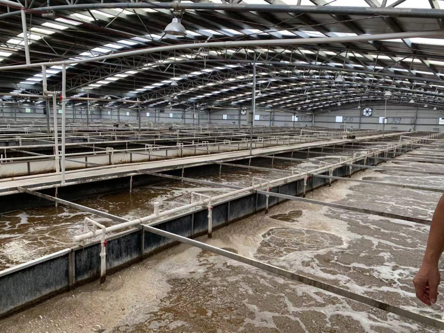 深圳工厂化循环水养殖对虾项目